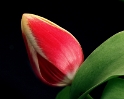 Blume Tulpe PICT3951_BildgrÃ¶ÃŸe Ã¤ndern